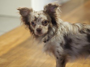 Reportage aus der Demenz-WG: Tierischer Besuch Ein Angehöriger hat seinen Chihuahua mitgebracht